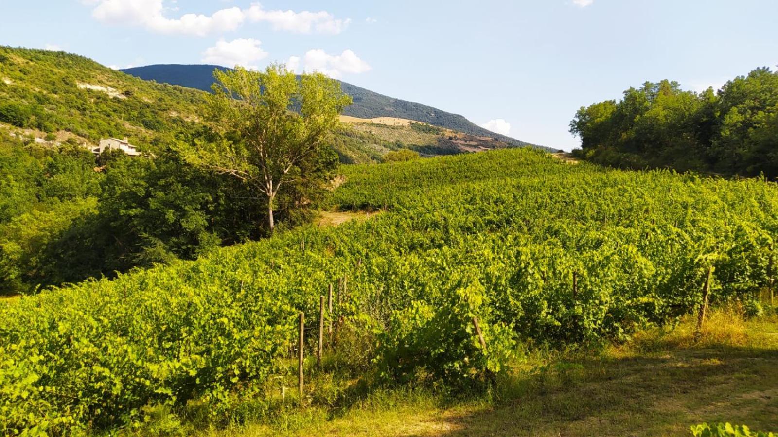 Re Artu Assisi Country Lifestyle Aparthotel Exterior foto